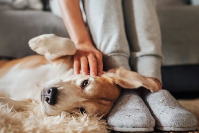 alergia a perros y gatos